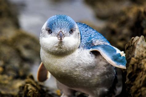 Baby blue penguin : r/aww