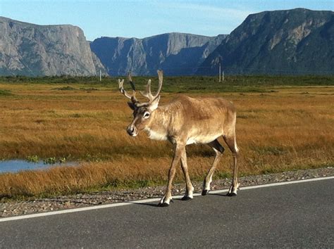 A Caribou in Gros Morne National Park, Newfoundland, Canada ...