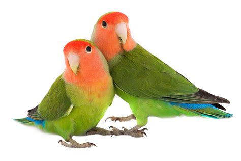 Love Birds at Petco: A Range of Options for Every Bird Lover – Nature Blog Network