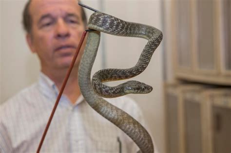 UC study explains how Burmese pythons can eat deer, other big prey | University of Cincinnati