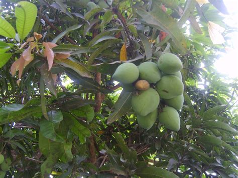 Mango tree | Hitik sa bunga na mga mangga!walang kasing tami ...