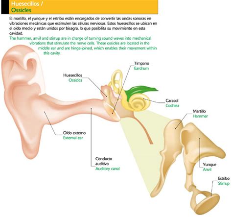 Huesecillos del oído Icarito