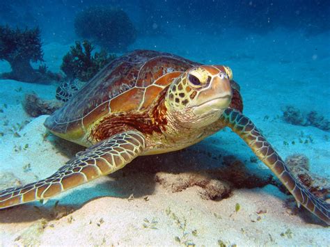 Australia, Oceania, Great Barrier Reef Sea Turtle