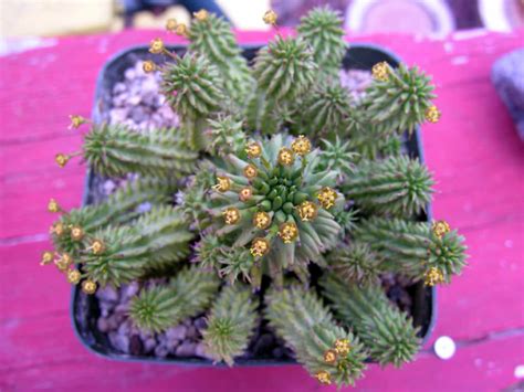 How to Grow and Care for Euphorbia - World of Succulents