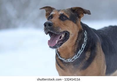 Funny Dog Snow Stock Photo (Edit Now) 257575876