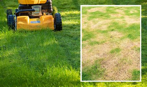 Lawn care: How to 'instantly’ repair brown patches and achieve ‘thicker ...