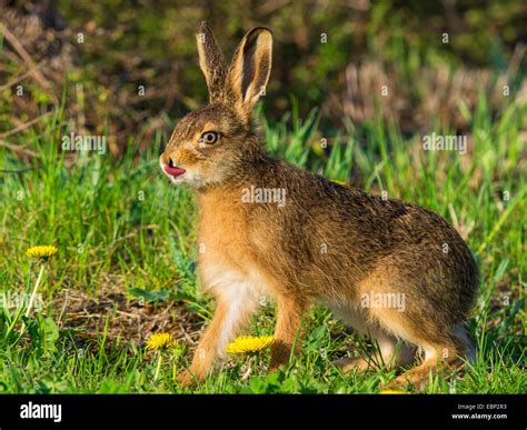 Young hare poking tongue out hi-res stock photography and images - Alamy