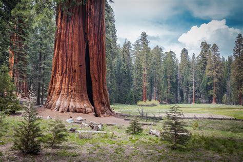 Giant Trees in Sequoia National Park - Explore the World with Simon Sulyma