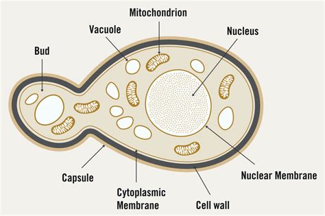 The Cell Structure Of Yeast With Diagram