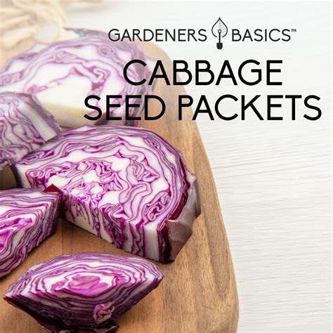 Cabbage Seeds for Planting – Collection for Your Vegetable Garden ...