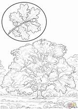 Red Oak Leaf Coloring Pages sketch template