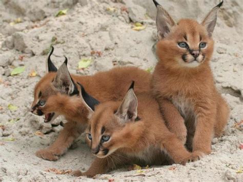 lynx babies | Caracal kittens, Cute animals, Baby animals