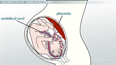 What Is The Function Of The Umbilical Cord During Pregnancy ...