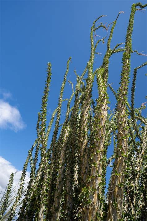 Ocotillo In The California Desert Stock Image - Image of plant ...