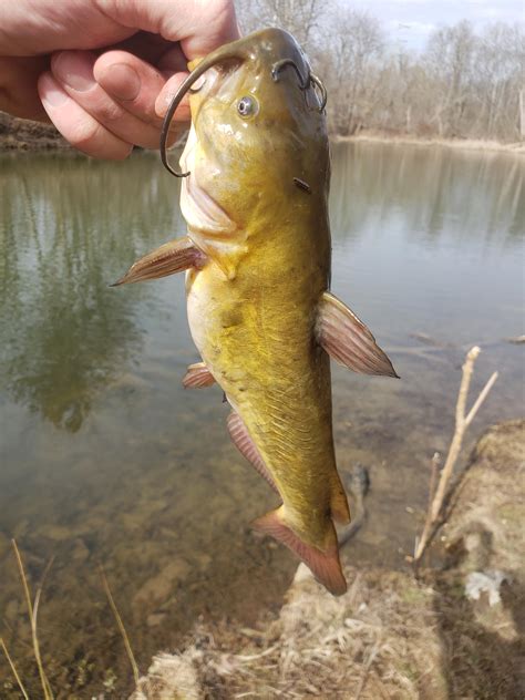 Good ol yellow bullhead : r/Fishing