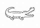 Malvorlage Krokodil  Kostenlose Ausmalbilder Zum Ausdrucken Bild 17575 sketch template
