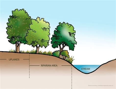 Riparian Buffer | NatureWorksPark