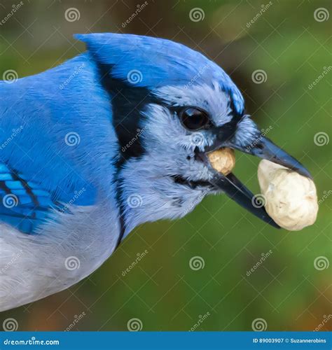 Blue Jay stock image. Image of avian, nature, feathers - 89003907