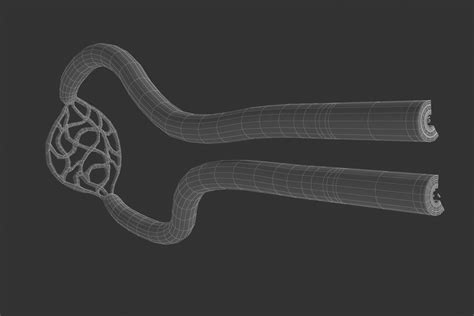 3D human blood vessels capillary model - TurboSquid 1652764