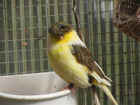 Starting Out with Canaries - The Finch Weekly