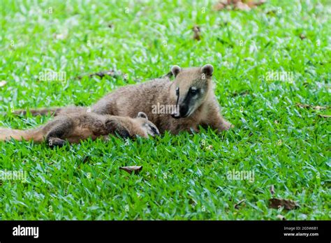 Coatis at Iguacu (Iguazu) falls on a border of Brazil and Argentina Stock Photo - Alamy