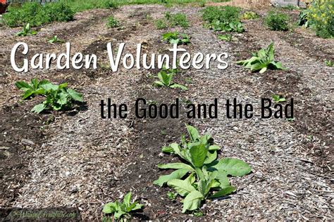 Volunteers in the Garden, the Good and the Bad