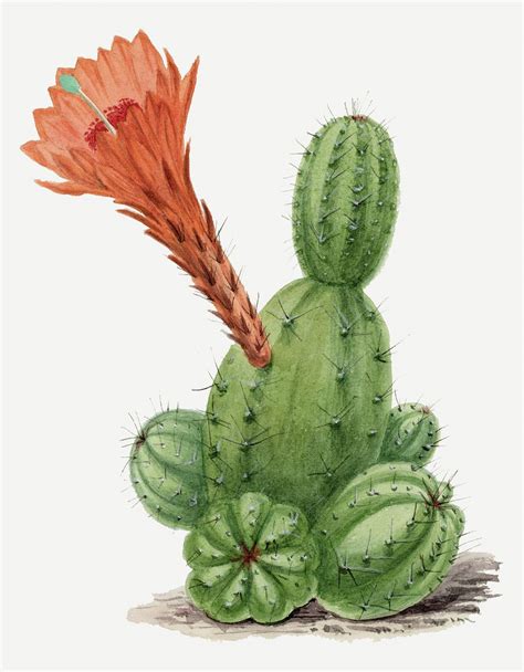 Cactus drawing, aesthetic vintage flower | Free Photo Illustration - rawpixel