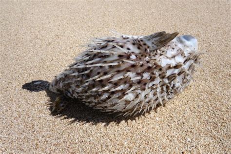 61 Pufferfish inflated Images - Free & Royalty-free Stock Pufferfish inflated Photos & Pictures ...