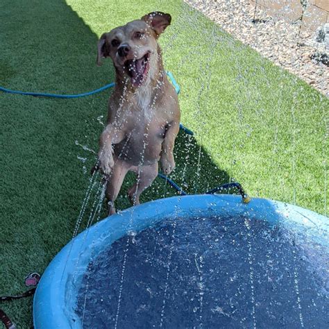 Dog Sprinkler Swimming Pool - VERZUC