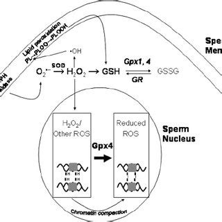 ROS production, enzymatic antioxidant defence, and the dual role of ROS... | Download Scientific ...