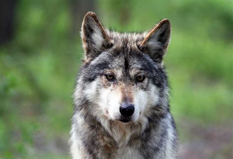 Indiscriminate Traps are Killing and Injuring Mexican Wolves | Brave ...