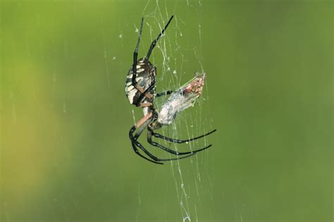 Garden Spider’s Grasshopper Feast Captured