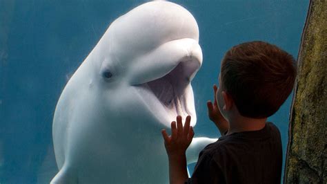 Third beluga whale dies in Connecticut’s Mystic Aquarium following ...