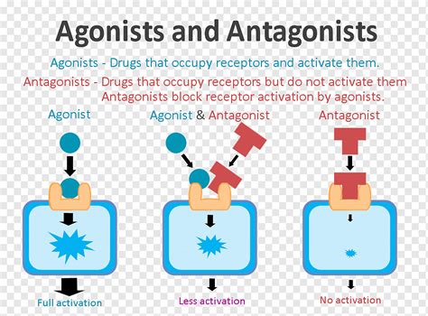 Receptor antagonist Agonist-antagonist Dopamine, Receptor Antagonist, text, drug, cell Membrane ...