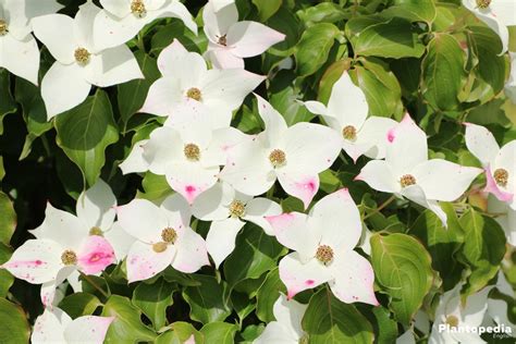 Cornus Kousa, Chinensis/Japanese Dogwood tree - How to plant and care ...