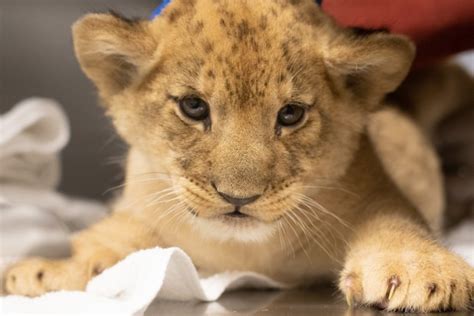 Audubon Zoo Announces Lion Cub Names