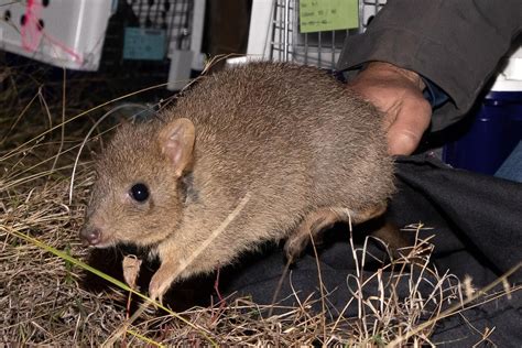 Endangered brush-tailed bettongs survive Pilliga fires and floods to double in population - ABC News