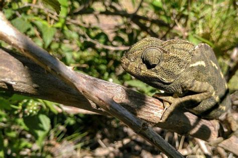 24 Wild Animals in Portugal [Wildlife in Portugal] - Kevmrc