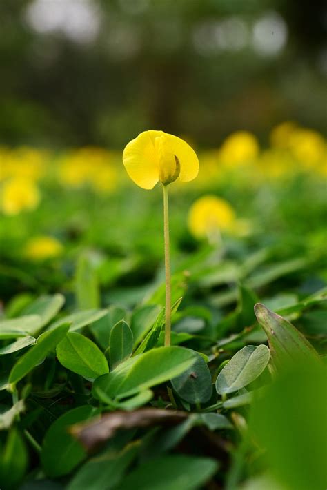 PictureThis - Arachis duranensis