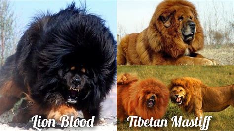 Having a Lion Blood Tibetan Mastiff Dog Breed Facts | Biggest Dog in The World | Large Dog ...