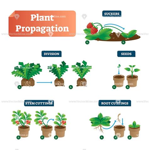 Plant propagation illustrated steps | Propagating plants, Plants, Propagation