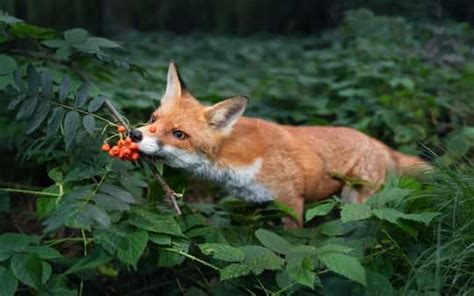 What Do Red Foxes Eat? (And What Can't They Eat?) - Floofmania