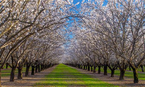 Anthony Dunn Photography: The Annual Almond Bloom