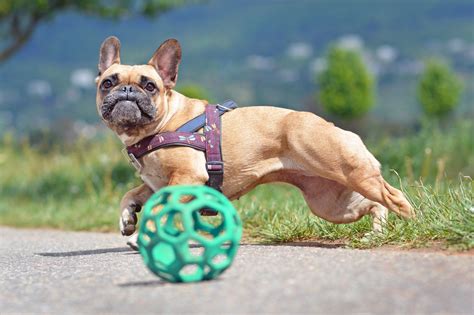 Best Interactive Dog Toys of 2020 - Training My Best Friend