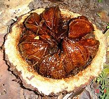 Brazil nut - Wikipedia