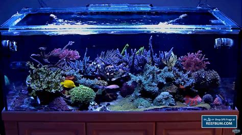 ReefBum Coral Reef Aquarium Live Webcam - YouTube