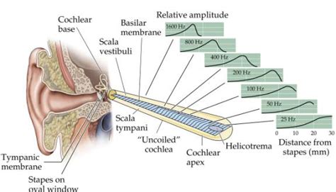 classical mechanics - Physics of how the cochlea isolates frequencies along its length ...