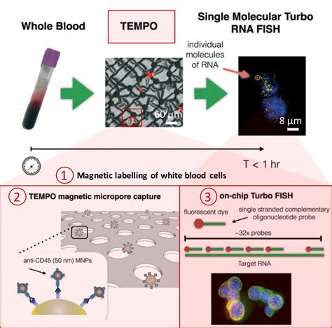 Spotting cancer: one in a billion cells – Lab on a Chip Blog