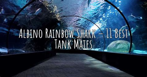 Albino Rainbow Shark – 11 Best Tank Mates – Aqua Revolt