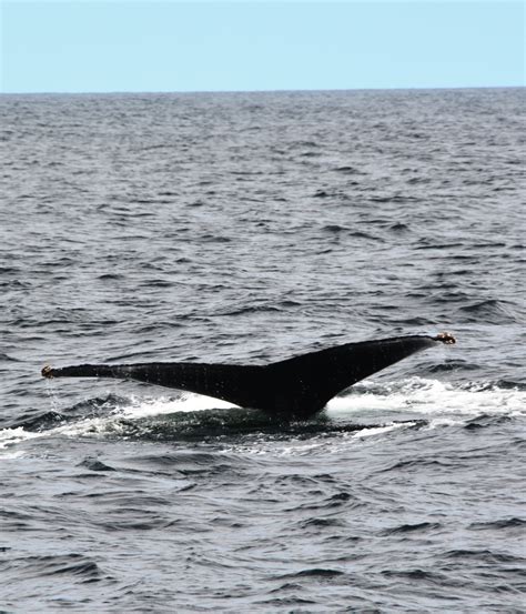 New England Aquarium Whale Watch | Outside the Cage